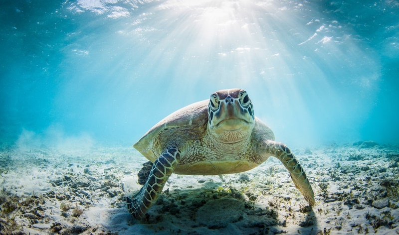 oceano-sustentável-vida-plástico-produto-uso