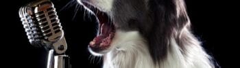 música-sons-relaxamento-natureza-animais-instrumentais-sonoridades